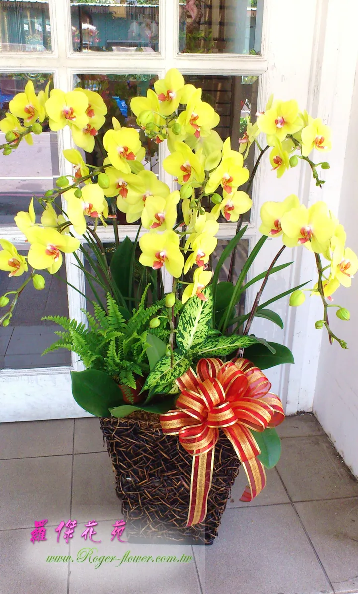 羅傑花苑 花束 蘭花 盆栽 花藝佈置