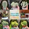 3吋植物盆栽/贈送精美緞帶/園藝/花園/綠生態/治癒/療癒/綠色植物/多種類/翠綠葉子/小盆栽/多肉植物