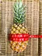 PR3856 農曆新年燙金緞帶 ｜ 新年緞帶 ｜ 燙金紅底絨布緞帶 15mm (PR3856 CHINESE NEW YEAR METALLIC VELVET RIBBON 15mm )