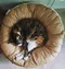 寵物商品／Gottagohome－貓用圓形麵包軟墊