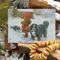 雪地裏的小女孩和狗
