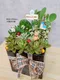 D2-6│多肉植物│新北市花店│蘆洲花店│送禮盆栽│訂花│送花