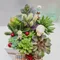 D2-1│多肉植物│新北市花店│蘆洲花店│送禮盆栽│訂花│送花