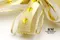 圓點金蝴蝶結 (W186-1/Polka Dot Gold Butterfly Bow) ｜手作｜布置｜聖誕｜緞帶用途