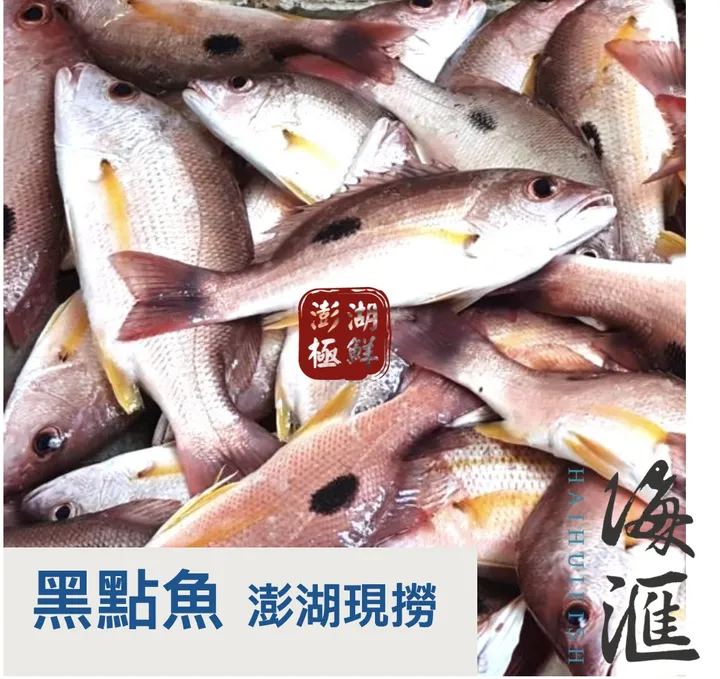 黃鰭鯛魚