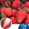 天藍果園-大湖草莓(15顆/2盒)★含運組★