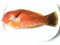 紅石姥魚(紅鰱魚)