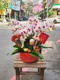 B1-19│蘭花盆栽│新北市花店│蘆洲花店│榮升誌慶│喬遷之喜│開幕誌慶│過年送禮│訂花│送花