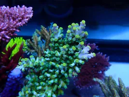 藍箱水族