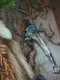 天然礦物/獨家製作  | 東方森林的薩滿系列/紫水晶海藍寶鹿角杖