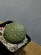 凝蹄玉 Pseudolithos migiurtinus