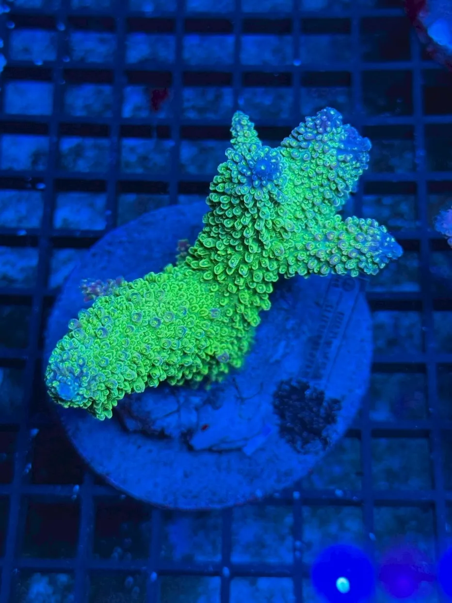ZOOX Reef nano2 LED