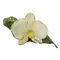 藍桂飄香胸針 Moth orchid with leaf brooch