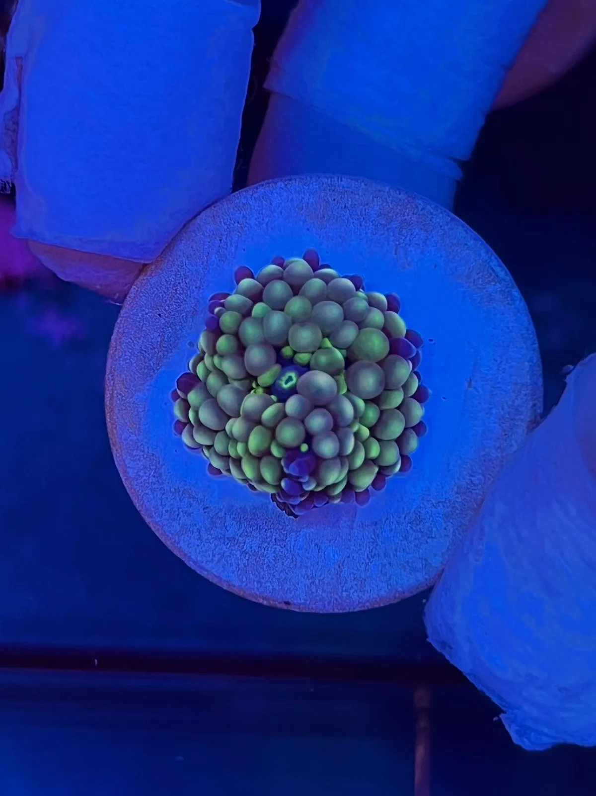 ZOOX - ZX高品質矽膠珊瑚基座
