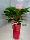 D1-7│送禮盆栽│新北市花店│蘆洲花店│開幕誌慶│新居落成│榮升誌慶│訂花│送花