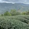 【坪林青農】林奕慧-源霧茶包系列-壹(包種/雪山烏龍/凍頂烏龍/鐵觀音)(3克x8包/盒)(含運)