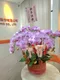 B1-18│蘭花盆栽│新北市花店│蘆洲花店│榮升誌慶│喬遷之喜│開幕誌慶│過年送禮│訂花│送花