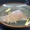 鱸麻(野生大石斑)魚片300克