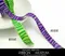 PR3658 色彩斑馬條紋羅紋帶 16MM  (PR3658 ZEBRA SPOTTED GROSGRAIN RIBBON 16MM )