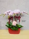 B1-65│蘭花盆栽│新北市花店│蘆洲花店│榮升誌慶│喬遷之喜│開幕誌慶│過年送禮│訂花│送花