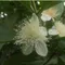 【朴子青農】李明典-*預購*珍珠芭樂(7斤/箱)(含運)