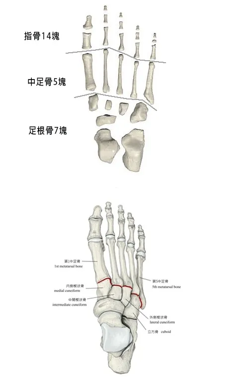 足部的重要性