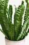 極皺山蘇 Asplenium nidus 'Plicatum' 5吋盆 觀葉植物