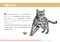 ROYAL CANIN法國皇家．FBN品種訂製貓系列【BG40豹成貓】10公斤