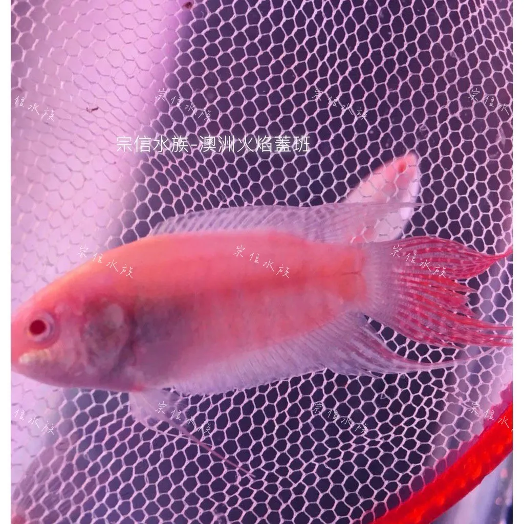 澳洲彩兔_火焰蓋斑_鬥魚_吃孑孓好幫手