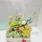 D2-1│多肉植物│新北市花店│蘆洲花店│送禮盆栽│訂花│送花