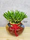 D1-11│送禮盆栽│新北市花店│蘆洲花店│開幕誌慶│新居落成│榮升誌慶│訂花│送花