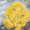 【選物-山珍海味】紅豆麻糬棗條(300克±5%x10條/包)(冷凍含運）