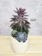 D2-17│多肉植物│新北市花店│蘆洲花店│送禮盆栽│訂花│送花