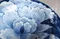 藍染牡丹6吋缽-日本製