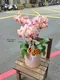 B1-47│蘭花盆栽│新北市花店│蘆洲花店│榮升誌慶│喬遷之喜│開幕誌慶│過年送禮│訂花│送花