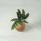 貓眼竹芋-水苔球植物