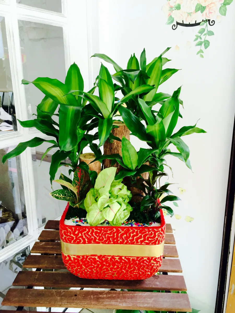 開運盆栽r0006 花店 淡水花店 關渡花店