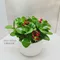 D1-5│送禮盆栽│新北市花店│蘆洲花店│開幕誌慶│新居落成│榮升誌慶│訂花│送花