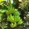 【田寮青農】陳隶昇-有機芭蕉(6斤/箱)(含運)