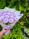 A2-15│乾燥花束│新北市花店│蘆洲花店│花束│訂花│送花