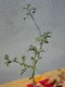 羽葉沒藥( 滔天橄欖)Commiphora monstruosa