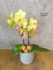 B1-74│蘭花盆栽│新北市花店│蘆洲花店│榮升誌慶│喬遷之喜│開幕誌慶│過年送禮│訂花│送花