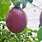 【台東青農】郭明哲-*預購*藍星百香果(10斤/箱)(含運)