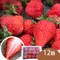 天藍果園-大湖草莓(12顆)★含運組★預購中2月出貨