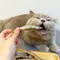 【喵村食堂😊】長靴貓凍乾超值包★貓零食貓凍乾★