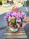 B1-9│蘭花盆栽│新北市花店│蘆洲花店│榮升誌慶│喬遷之喜│開幕誌慶│過年送禮│訂花│送花