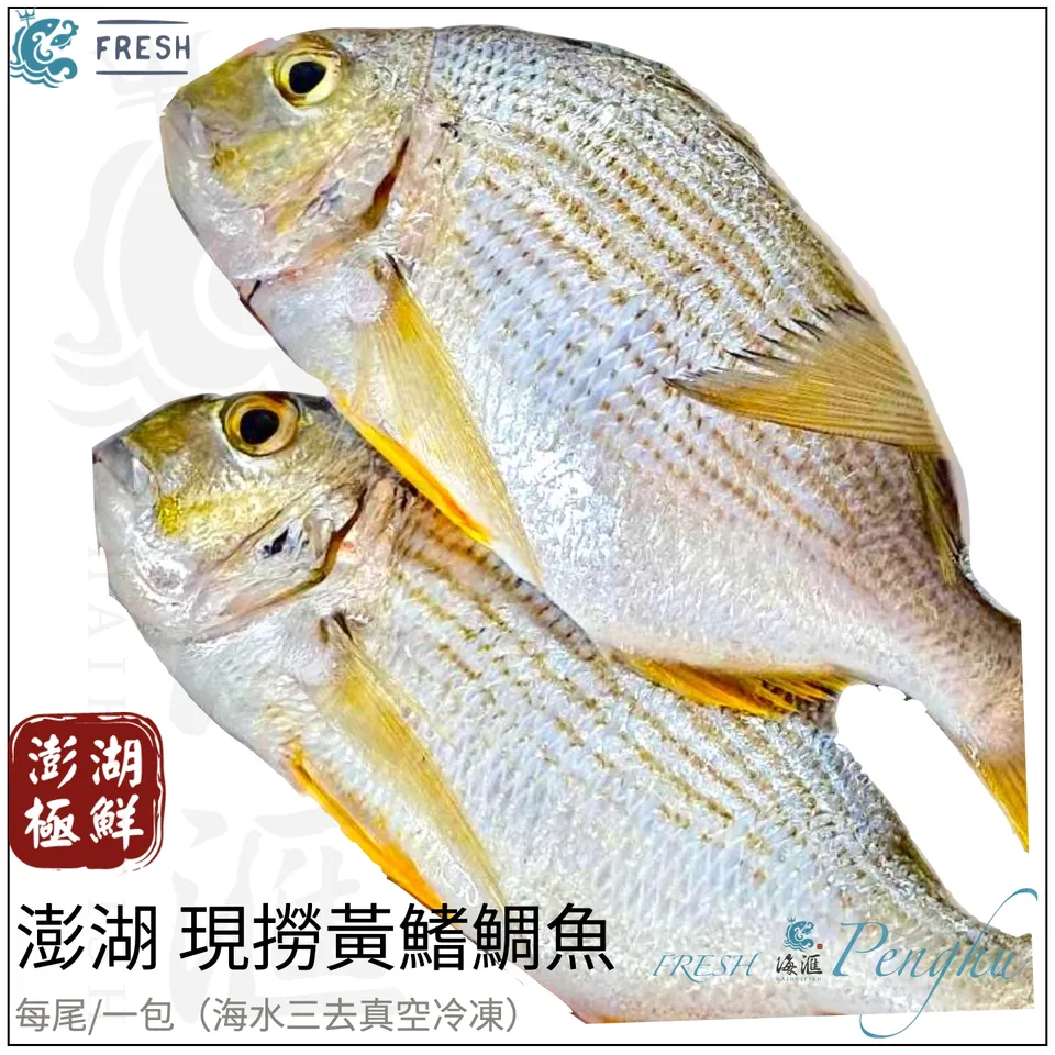 黃鰭鯛魚