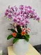 B1-58│蘭花盆栽│新北市花店│蘆洲花店│榮升誌慶│喬遷之喜│開幕誌慶│過年送禮│訂花│送花