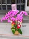 B1-27│蘭花盆栽│新北市花店│蘆洲花店│榮升誌慶│喬遷之喜│開幕誌慶│過年送禮│訂花│送花