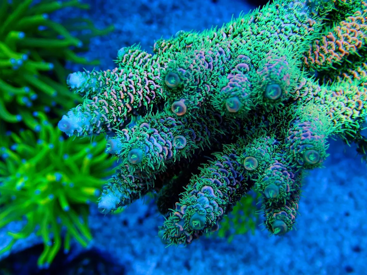 藍箱水族